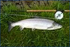 Lower Birgham Fishing